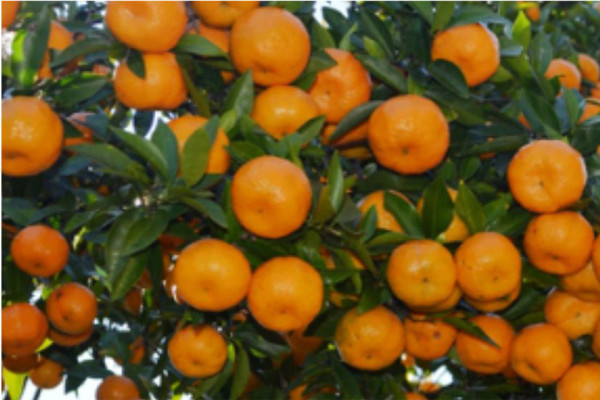 सुन्तलाले मनग्य मूल्य पाएपछि झन् उत्साहित किसान